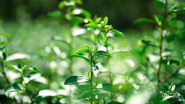 鑫配资官网 云遇丰收节·采茶春山上丨谷雨茶山变金山 解锁消费升级新路径